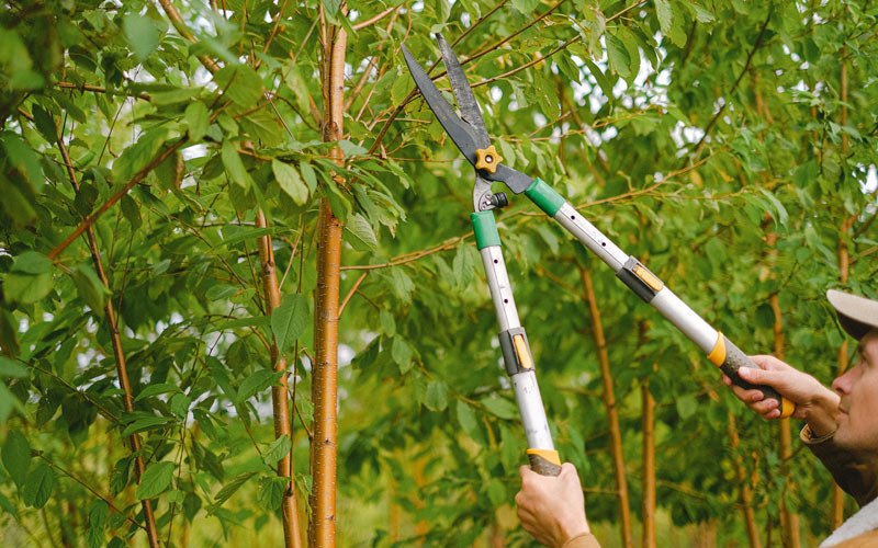 Tree trimming in Cannelton, WV